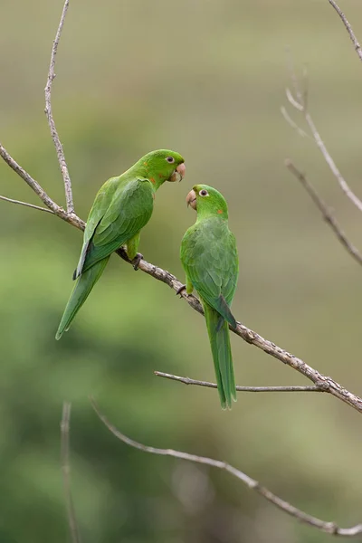 Dva bělookí papoušci — Stock fotografie
