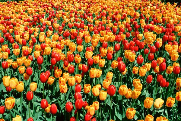 Ein Feld Roter Und Gelber Tulpen — Stockfoto