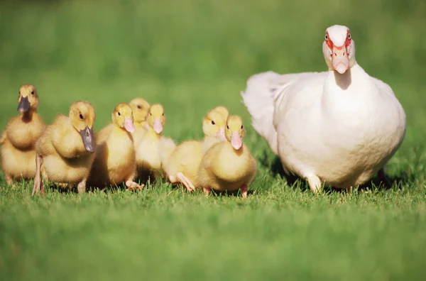 Ente Mit Entchen Auf Gras — Stockfoto