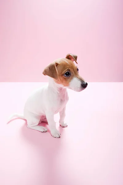 Jack Russell Köpek Yavrusu Pembe Arka Planda Izole Edilmiş — Stok fotoğraf