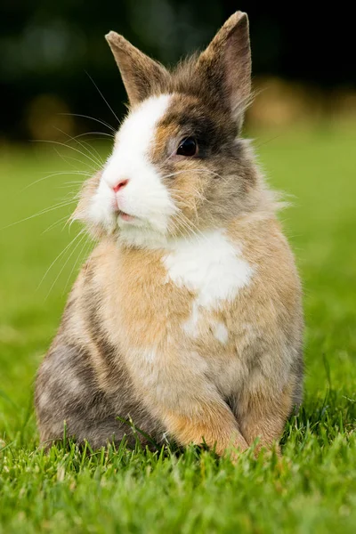 One Rabbit Sitting Grass — ストック写真