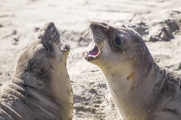 코끼리 바다표범 Mirounga Angustirostris Ano Nuevo State Park California Usa — 스톡 사진