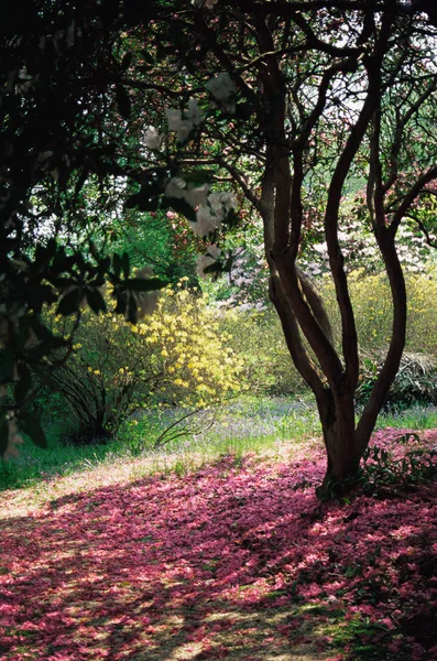 Дерево Весенний Цветок — стоковое фото