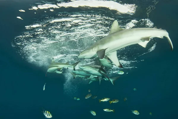 Καρχαρίες Υφάλων Κάτω Από Νερό Στην Προβλήτα Uepi Island Νέα — Φωτογραφία Αρχείου