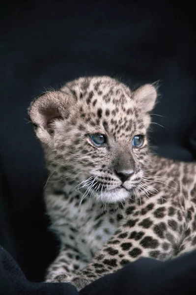 Cachorro de leopardo persa — Foto de Stock