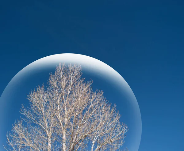 Kahler Baum Unter Glas Digital Verbessert — Stockfoto