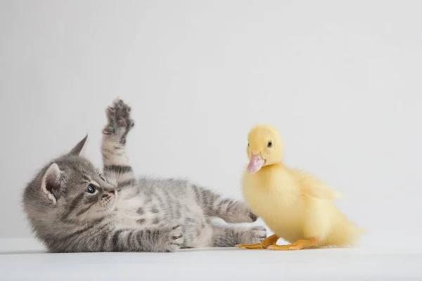 Kitten Duckling Studio Shot — Stock fotografie