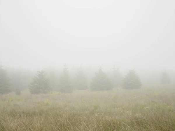 Árvores Natal Neblina Escura Sutherland Escócia — Fotografia de Stock