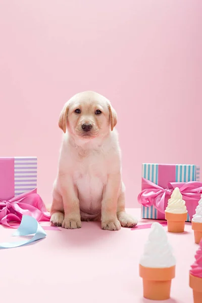 ラブラドール子犬ギフトとアイスクリームコーン — ストック写真