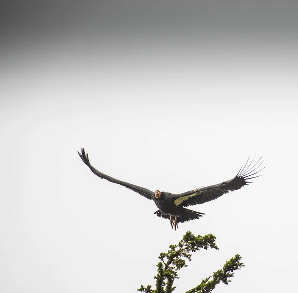 Low Angle View California Condor Gymnogyps Californianus Flight Garrapata Sate — 스톡 사진