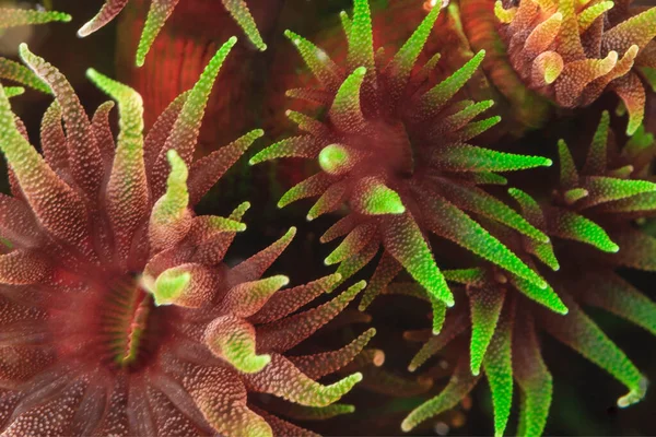 Kleurrijke bekerkoralen in koraalrif — Stockfoto