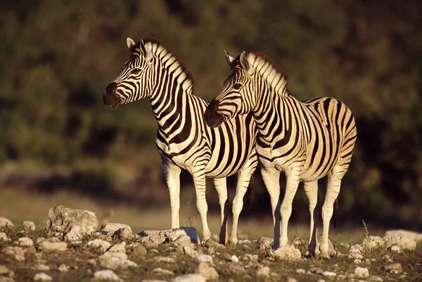 Burchell Zebras Aus Nächster Nähe — Stockfoto