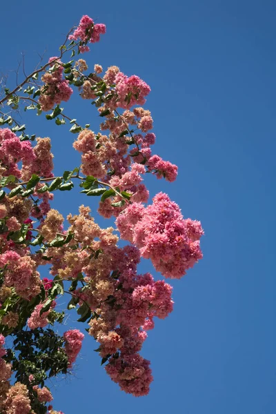 Fiori Rosa Sopra Cielo Blu — Foto Stock