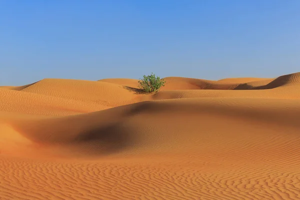 Піщані Дюни Пустелі Дубаї Єднані Арабські Емірати — стокове фото