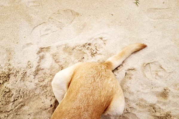 Chien Partiellement Obscurci Sur Sable — Photo