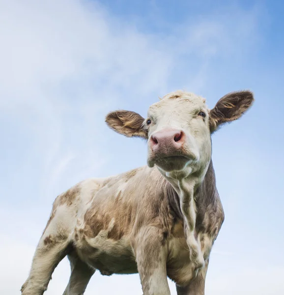 Ekologiskt uppfostrad, gräsätande ko — Stockfoto