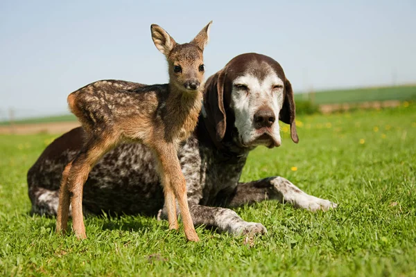 Rehkitz und Hund sitzen auf Gras — Stockfoto
