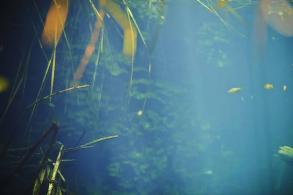 Résumé sous-marin à cenote, Mexique — Photo