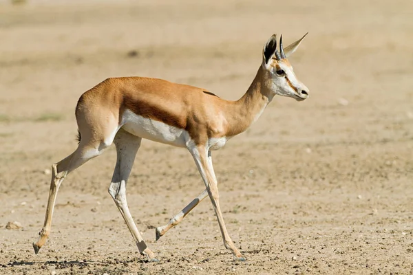 Springbok Běží Poli — Stock fotografie
