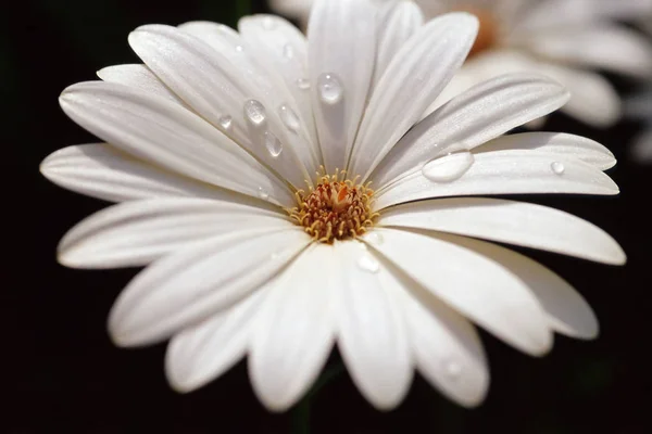 างตกบนดอกเดซ ขาว — ภาพถ่ายสต็อก