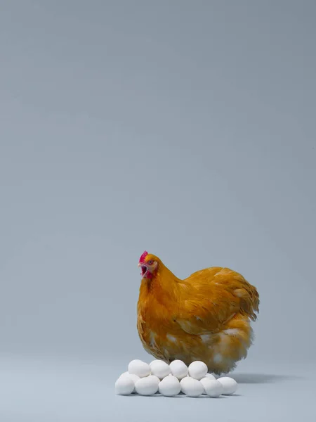 Pollo Sentado Una Pila Huevos — Foto de Stock
