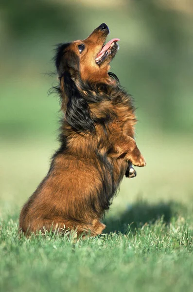 Bettelhund Auf Gras — Stockfoto