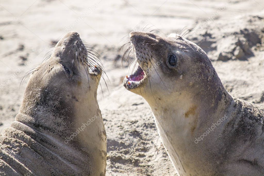 Adolescent Northern Elephant Seals, Mirounga angustirostris, Ano Nuevo State Park, California, USA
