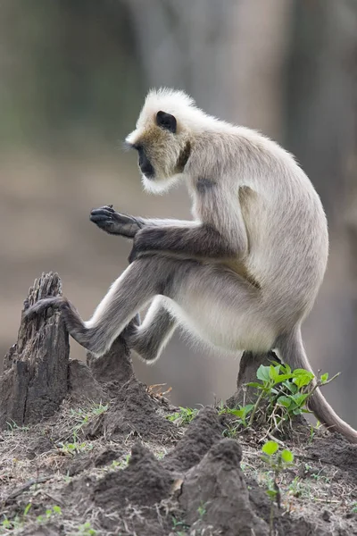 Macaco Langur Sentado Toco Árvore — Fotografia de Stock