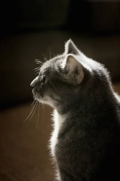 Pequeno Gato Doméstico Cinza — Fotografia de Stock