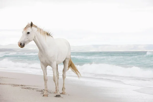 Horses on the beach