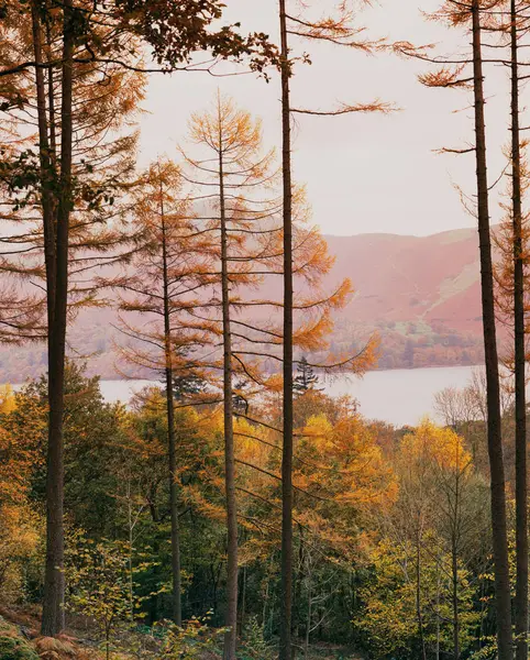 Bosque Otoño Con Lago — Foto de Stock