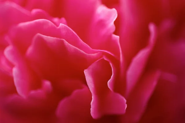 분홍색 꽃의 꽃잎 — 스톡 사진