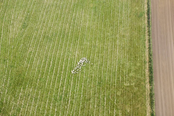 Aerial view of sheep in field, UK — 스톡 사진