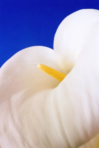 Trumpet Lily Sky — Stock Photo, Image