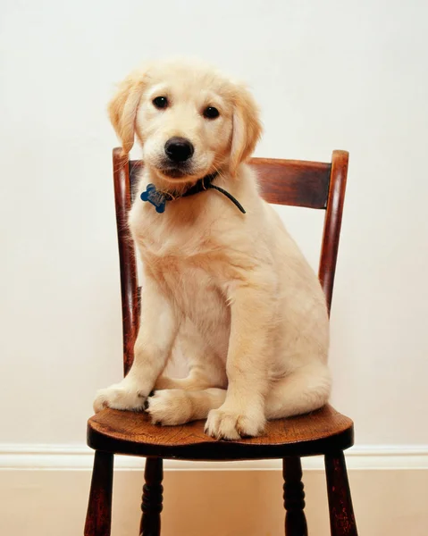 拉布拉多小狗坐在椅子上 — 图库照片