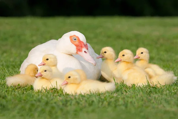 Famille des canetons avec mère canard sur herbe — Photo