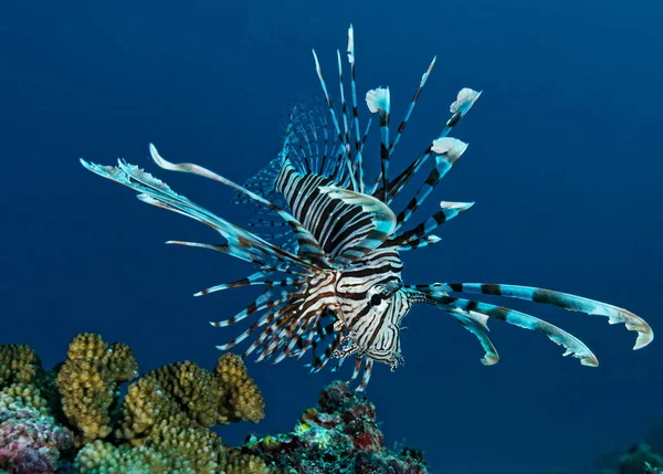 Lionfish Underwater Solomon Islands — Stock Photo, Image