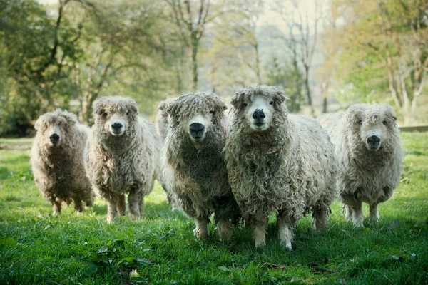 Вівці Дартмурі Англія — стокове фото