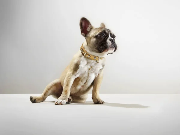Studio portrait of dog — Stok fotoğraf