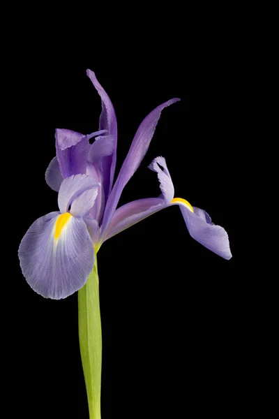 Iris Πάνω Από Μαύρο Φόντο — Φωτογραφία Αρχείου