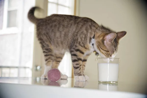 Gattino Che Beve Latte Dal Vetro — Foto Stock