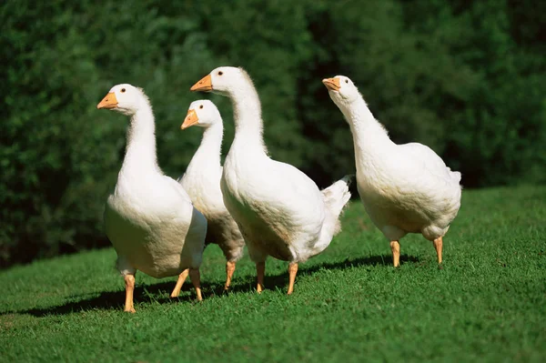 Vier Gänse Selektiv Fokus — Stockfoto