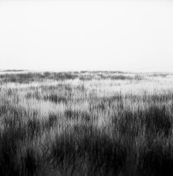 満潮時の湿原 — ストック写真