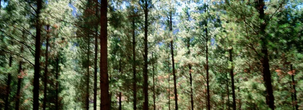 Zielony Las Słoneczny Dzień — Zdjęcie stockowe