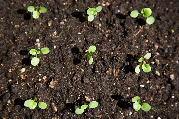 Seedlings Black Ground — Stock Photo, Image
