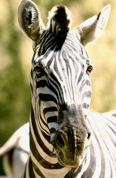 Cabeça Zebra Close — Fotografia de Stock