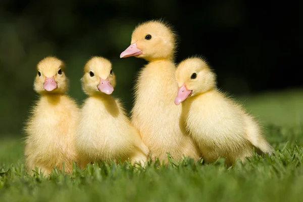 Vier Eendjes Gras — Stockfoto