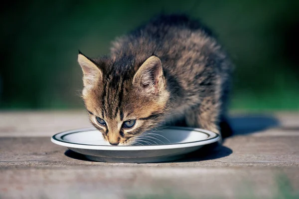 Macska Tejet Iszik Egy Csészealjból — Stock Fotó