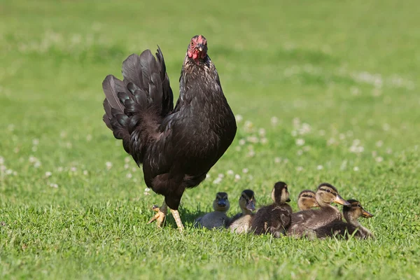草の上に鶏と6つのアヒル — ストック写真