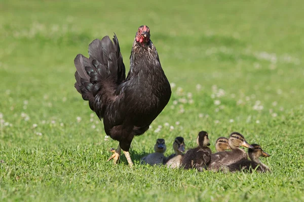 Six Ducklings Hen Grass — Stock Photo, Image